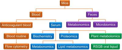 The anti-aging effects of Renshen Guben on thyrotoxicosis mice: Improving immunosenescence, hypoproteinemia, lipotoxicity, and intestinal flora